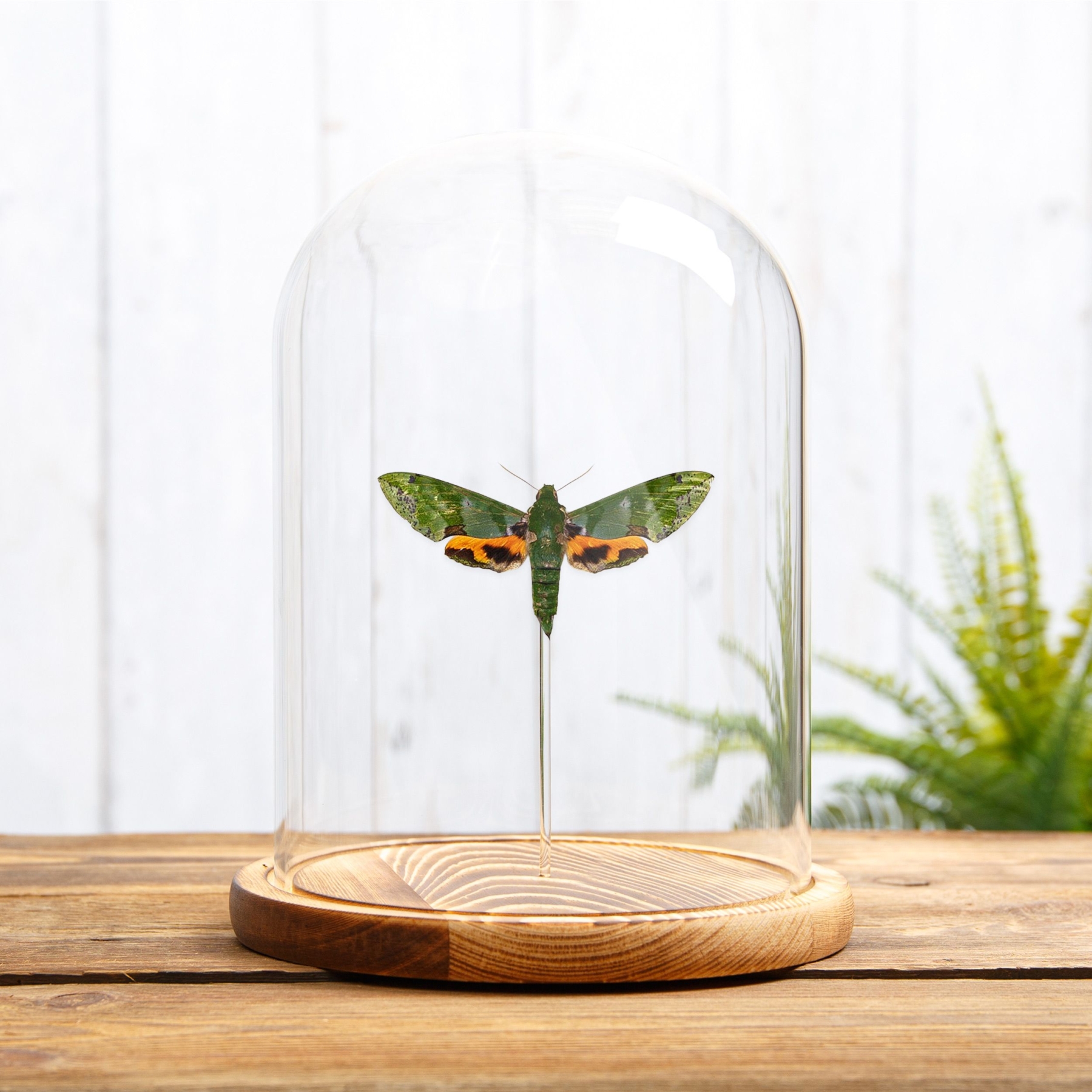 Verdant Hawk Moth In Glass Dome (Euchloron megaera)