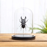 Minibeast Giant Stag Beetle In Glass Dome (Dorcus titanus)
