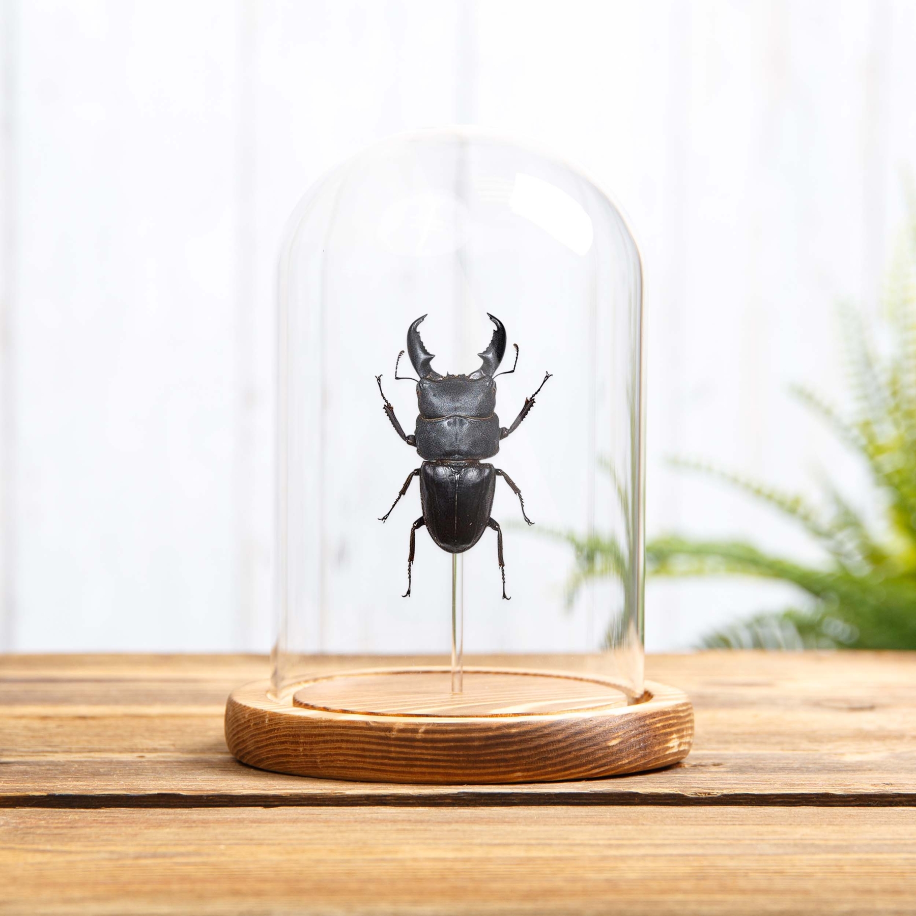 Giant Stag Beetle In Glass Dome (Dorcus titanus)