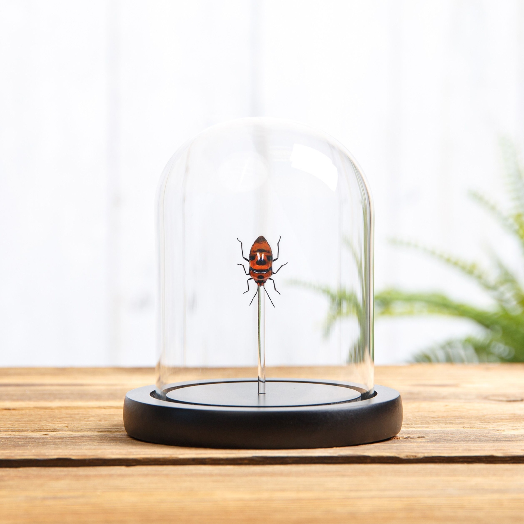 Minibeast Clown Face Bug In Glass Dome (Eucorysses javanus)