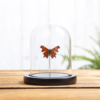 The Comma Butterfly In Glass Dome (Polygonia c-album)