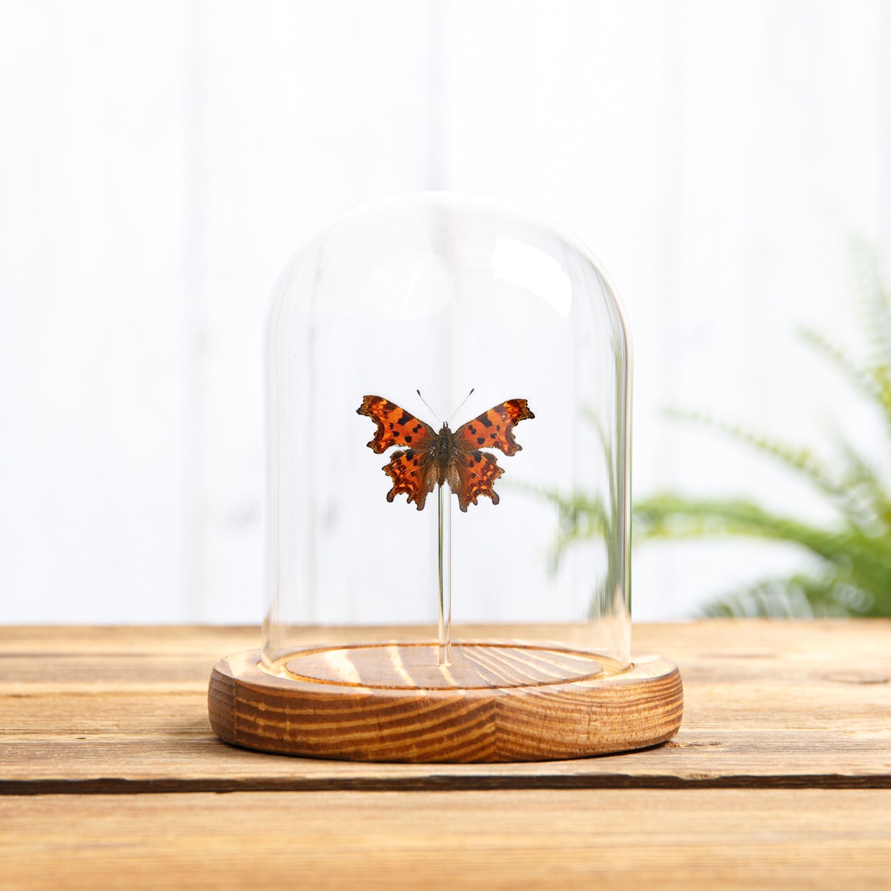 Minibeast La Mariposa Comma En Domo De Vidrio (Polygonia C-Album)