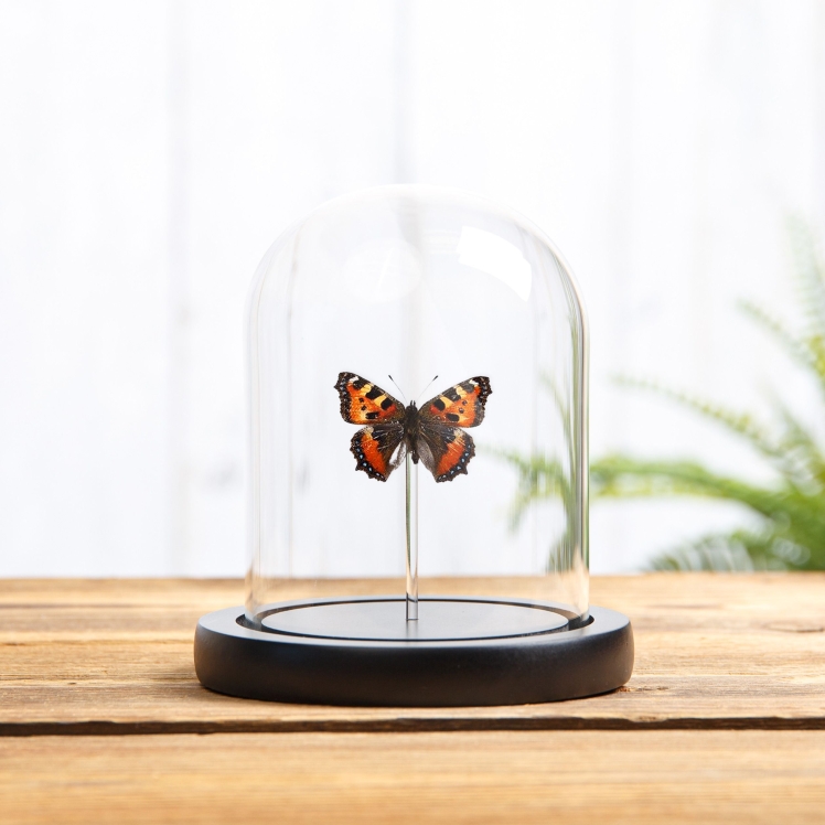 The Small Tortoiseshell Butterfly In Glass Dome (Aglais urticae)