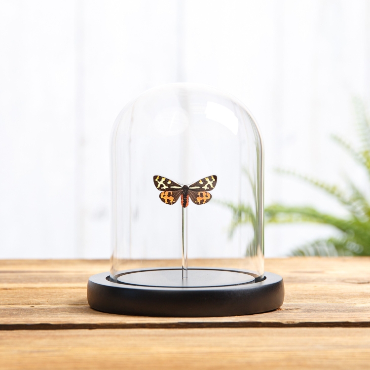 Wood Tiger Moth In Glass Dome (Parasemia plantaginis)
