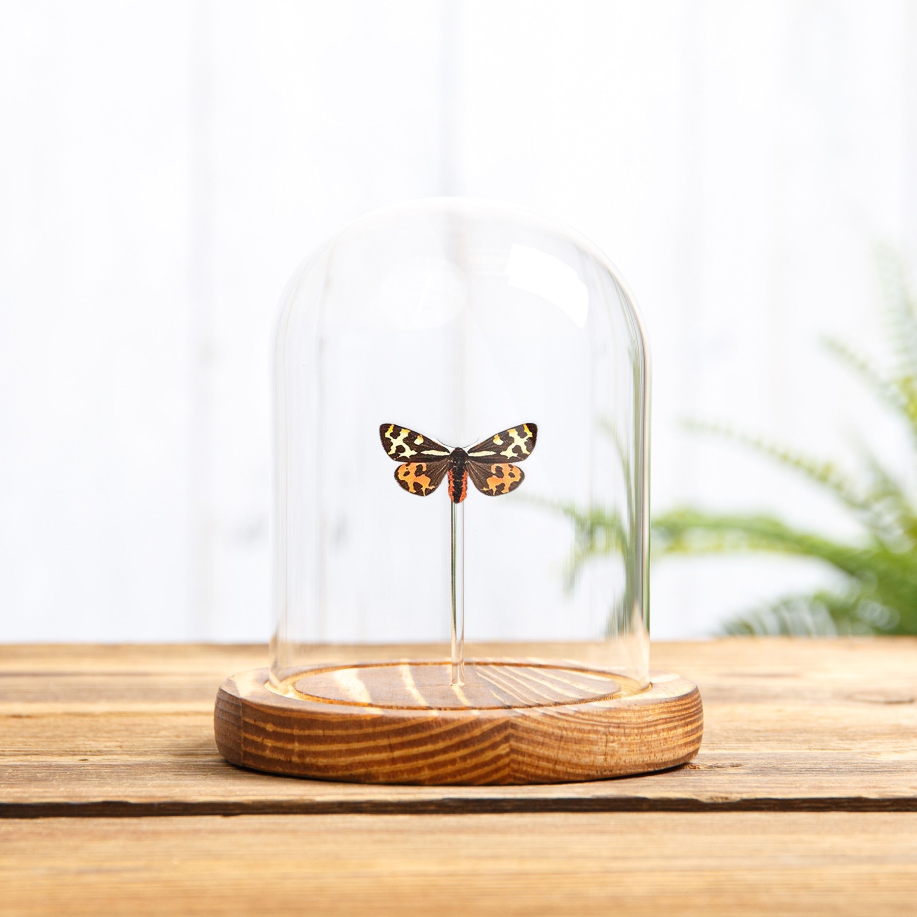 Wood Tiger Moth In Glass Dome (Parasemia plantaginis)