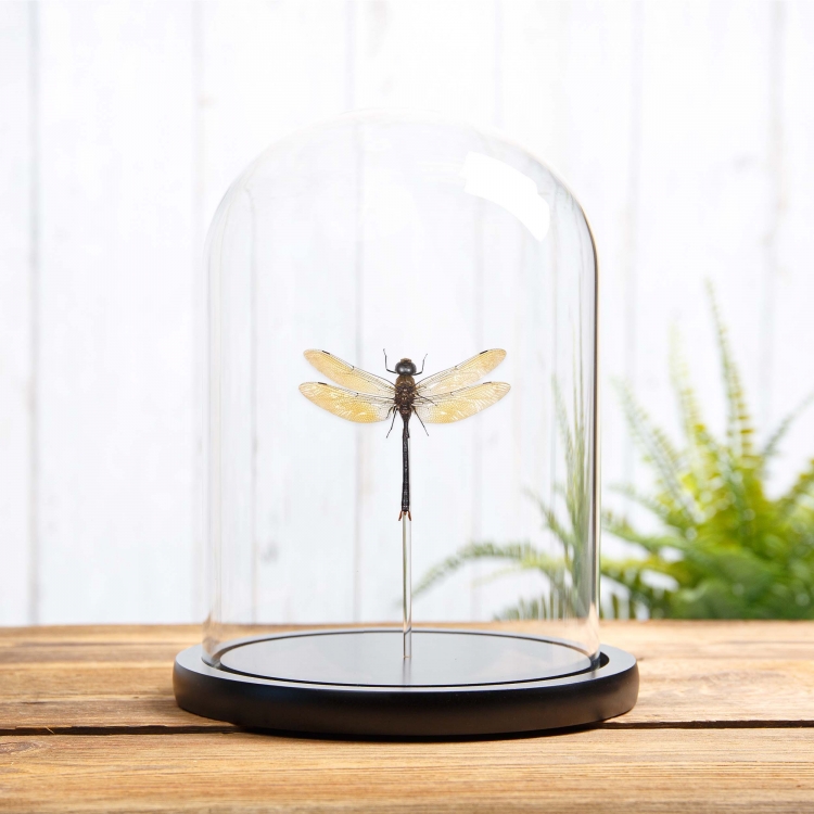 Dragonfly In Glass Dome (Anax sp)