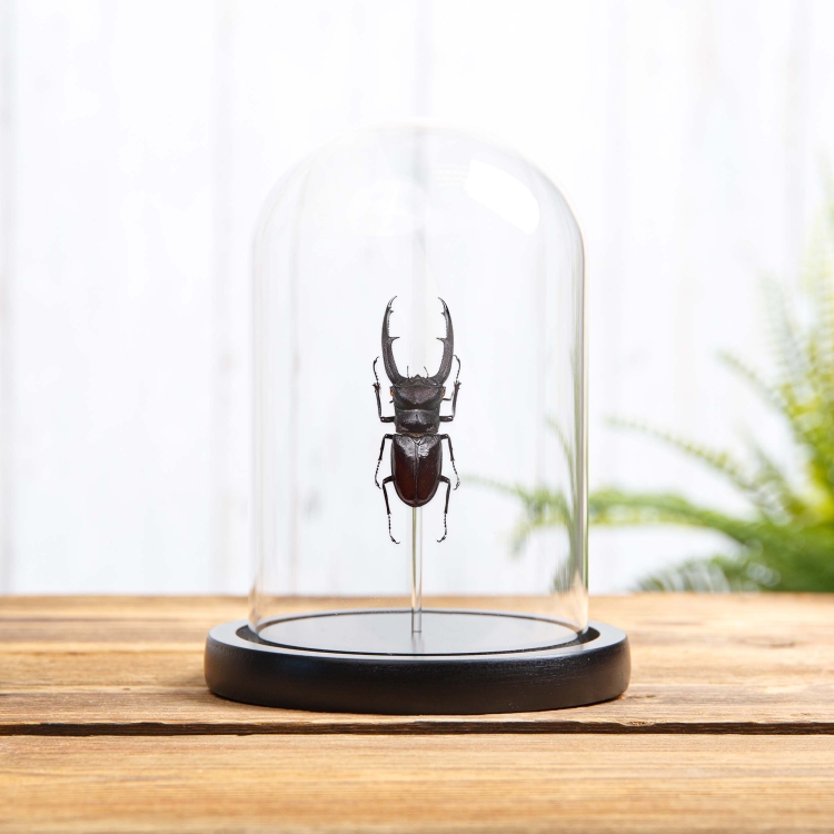 Fork-horned Stag Beetle In Glass Dome (Hexarthrius mandibularis)