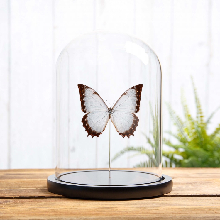 Theseus Morpho Butterfly In Glass Dome (Morpho theseus juturna)