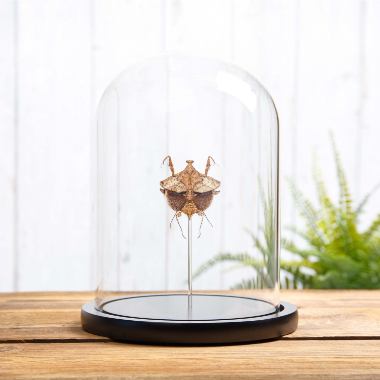 Dead Leaf Mantis In Glass Dome (Deroplatys lobata)