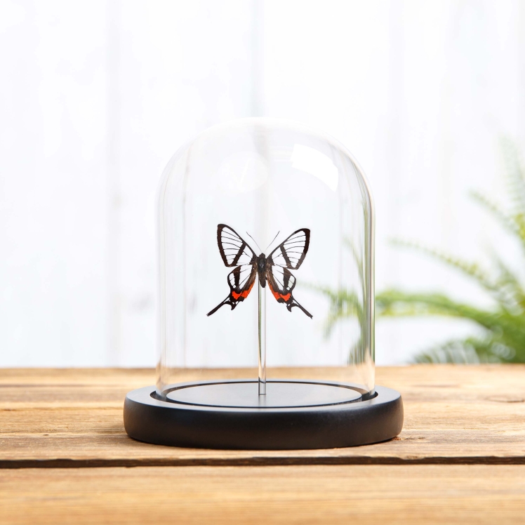 Glass-wing Butterfly In Glass Dome (Chorinea sylphina)