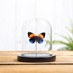 Dotted Glory Butterfly In Glass Dome (Asterope markii davisi) Minibeast Dotted Glory Butterfly In Glass Dome (Asterope markii davisi)