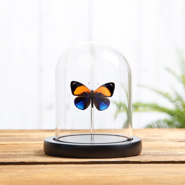 Dotted Glory Butterfly In Glass Dome (Asterope markii davisi) Dotted Glory Butterfly In Glass Dome (Asterope markii davisi)
