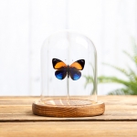 Dotted Glory Butterfly In Glass Dome (Asterope markii davisi)