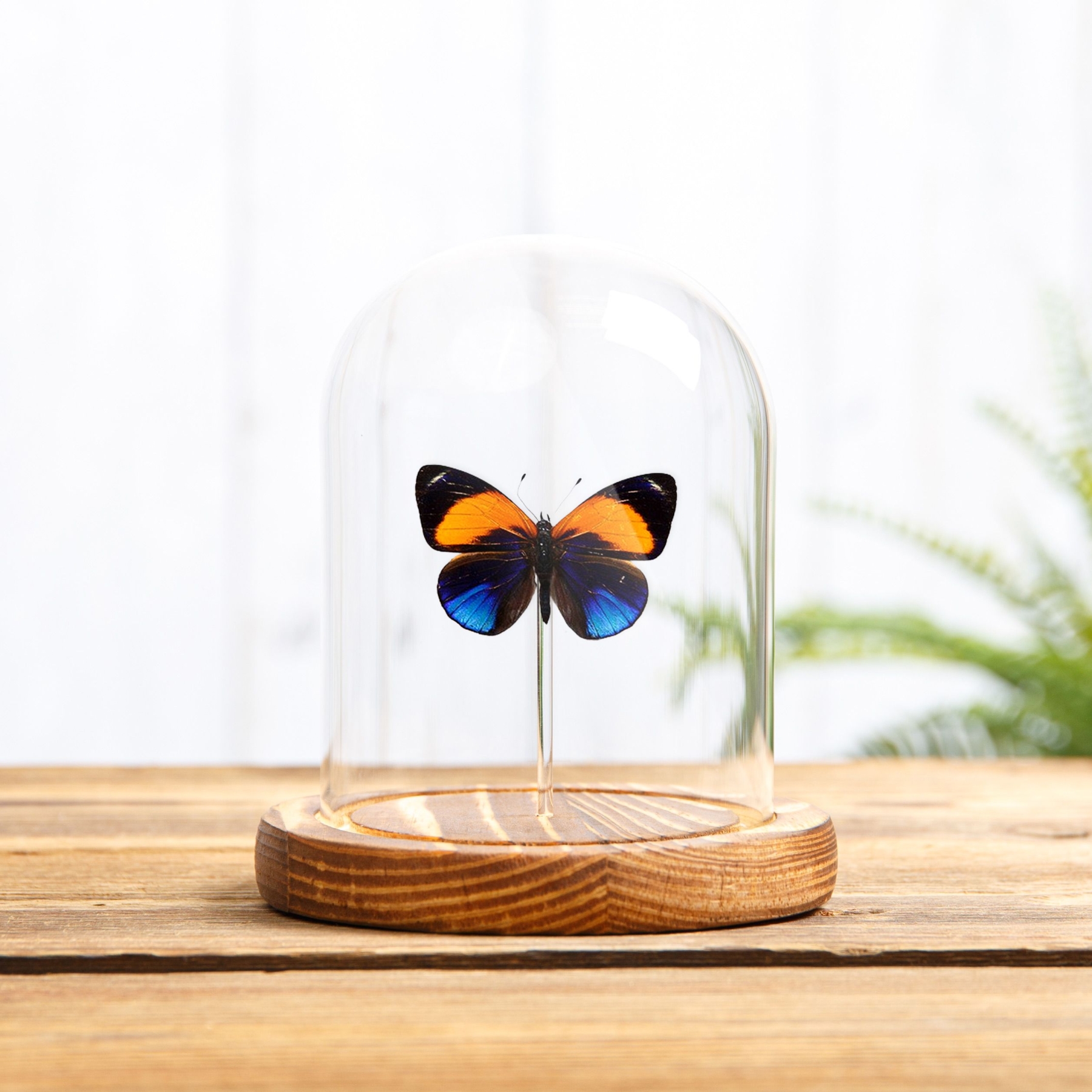Dotted Glory Butterfly In Glass Dome (Asterope markii davisi) Dotted Glory Butterfly In Glass Dome (Asterope markii davisi)