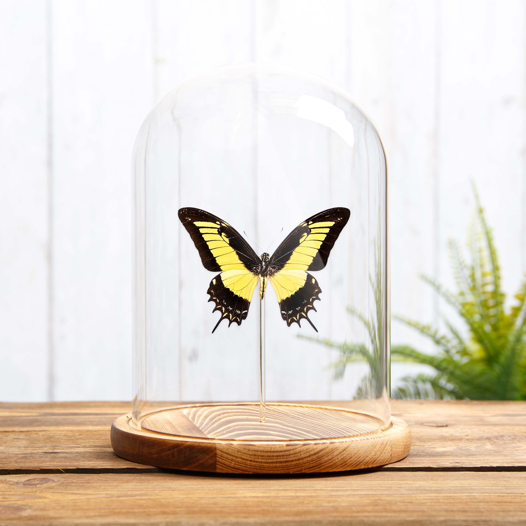 Minibeast Androgeus Swallowtail Butterfly In Glass Dome (Papilio androgeus epidauras)