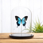 Minibeast Blue Emperor Butterfly In Glass Dome (Papilio ulysses telegonus)