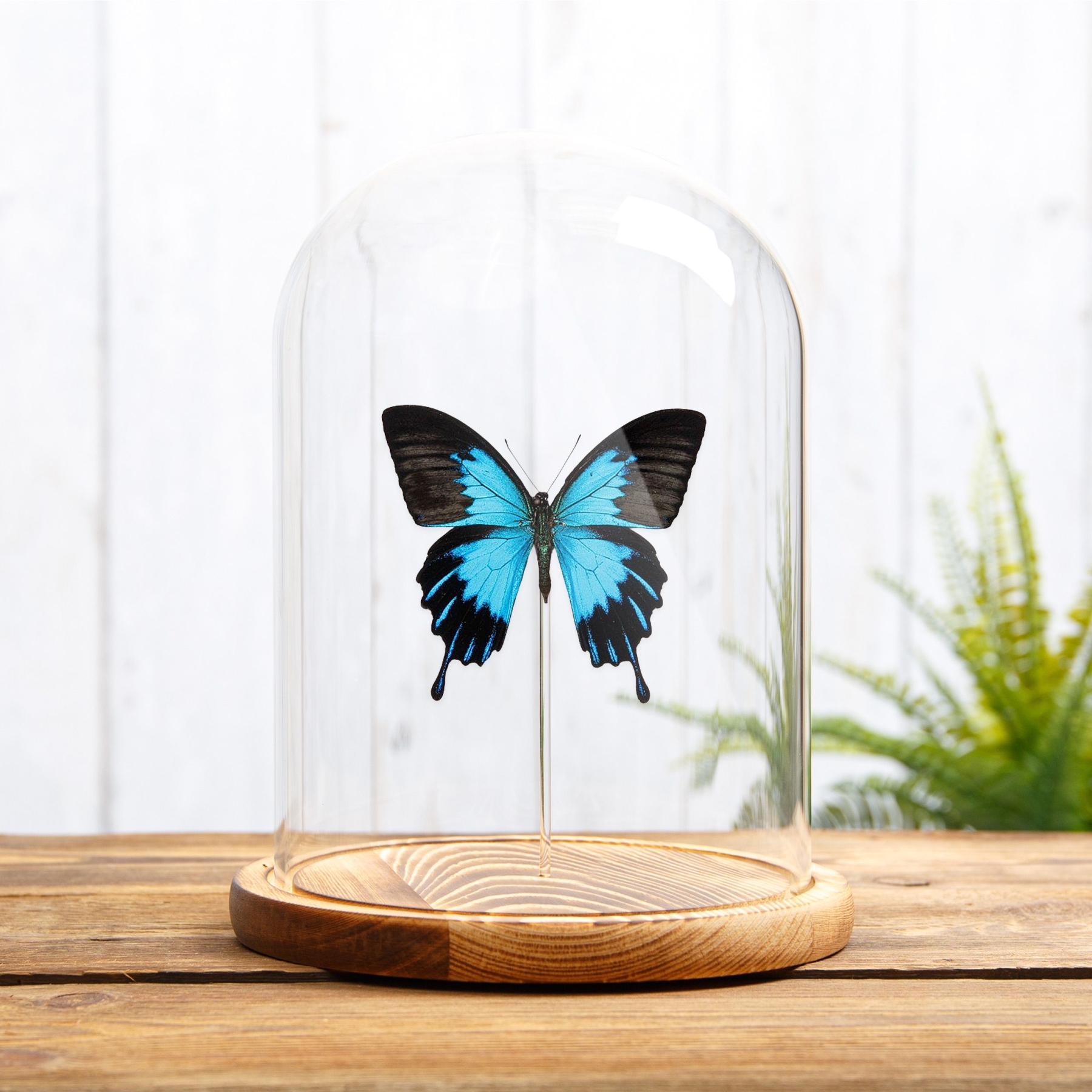 Blue Emperor Butterfly In Glass Dome (Papilio ulysses telegonus)