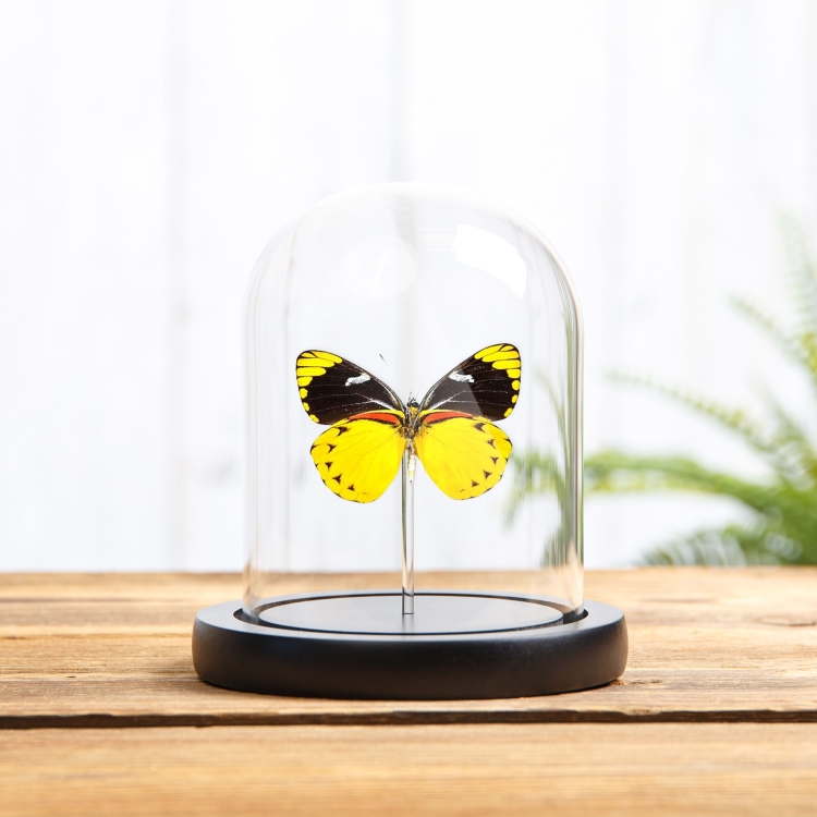 Jezebel Butterfly In Glass Dome (Delias splendida)