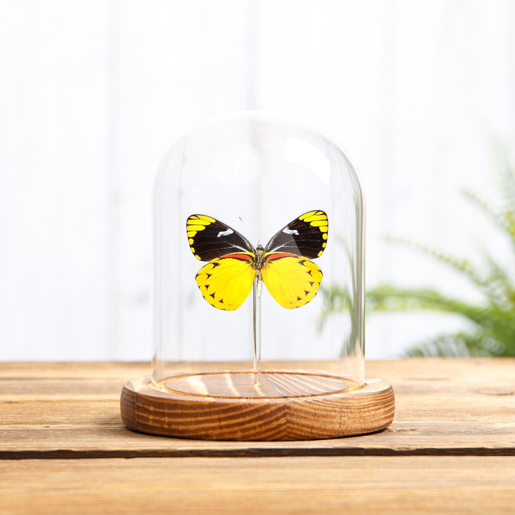 Jezebel Butterfly In Glass Dome (Delias splendida) Jezebel Butterfly In Glass Dome (Delias splendida)