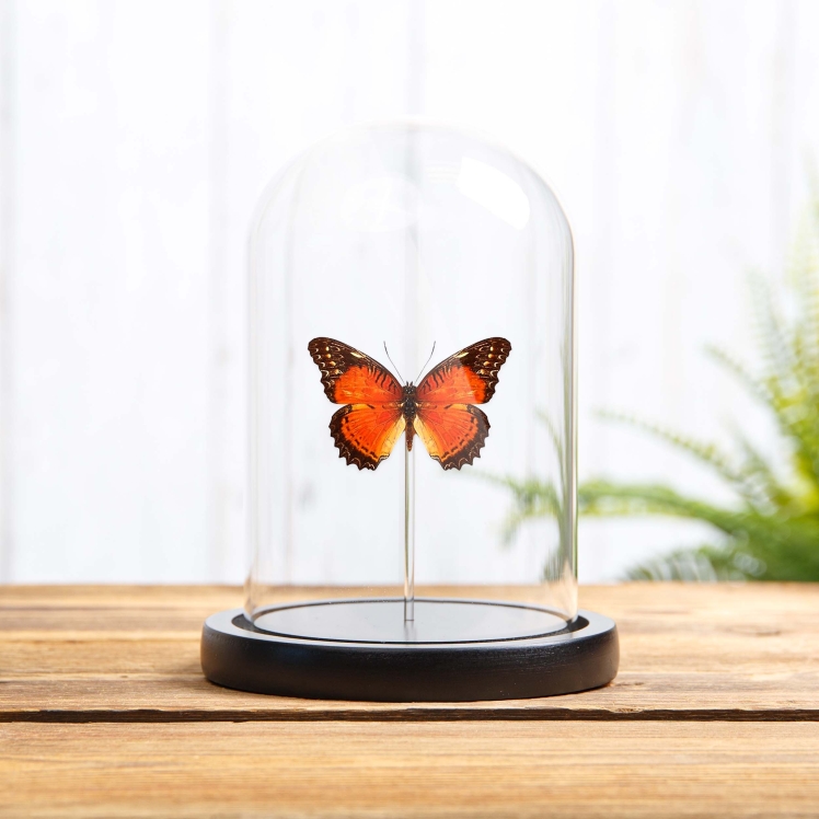 Red Lacewing In Glass Dome (Cethosia biblis)