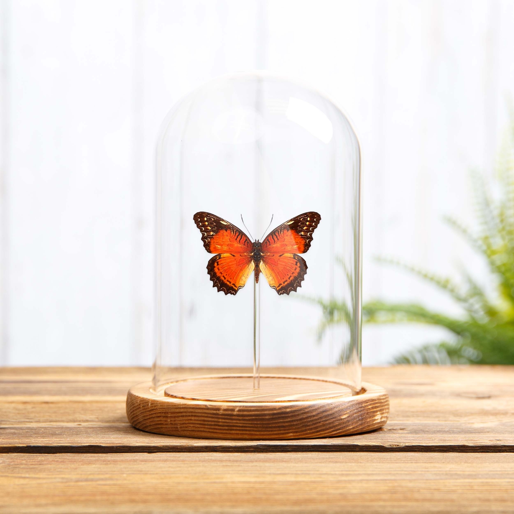 Red Lacewing In Glass Dome (Cethosia biblis)