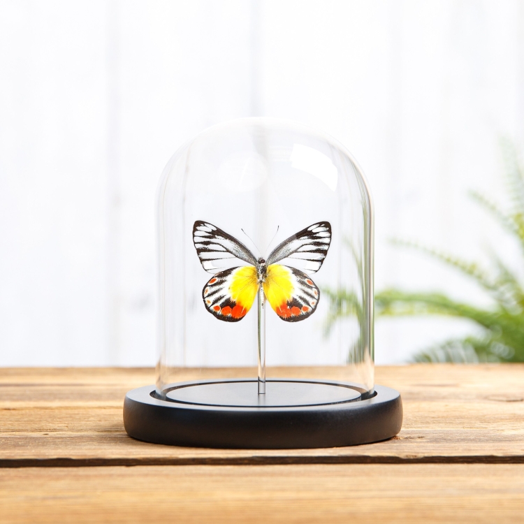 Delias Butterfly In Glass Dome (Delias periboea)