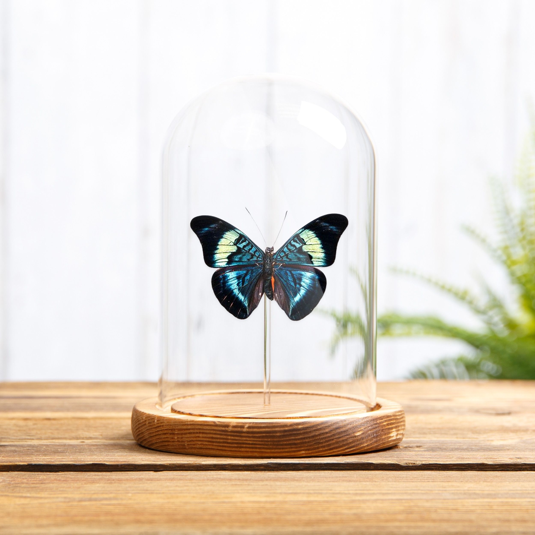 Minibeast Red Flasher In Glass Dome (Panacea prola)
