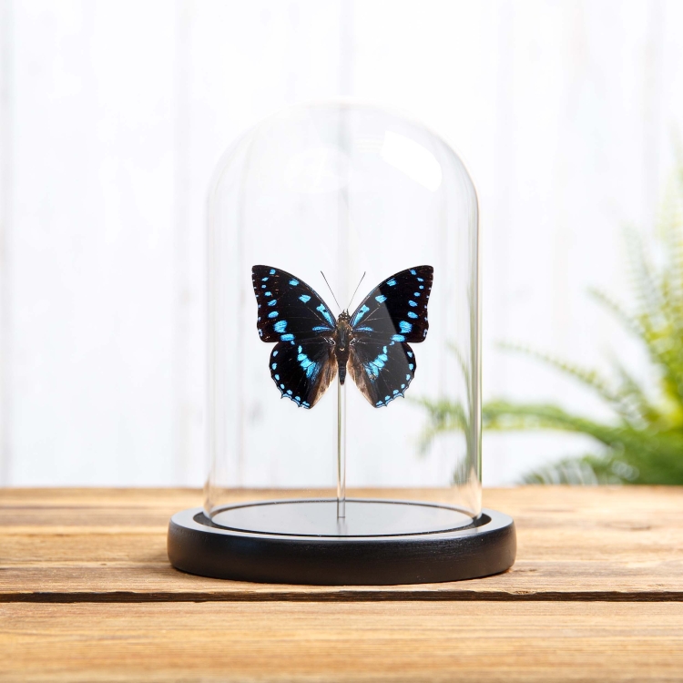 Blue-Spotted Charaxes In Glass Dome (Charaxes ameliae)