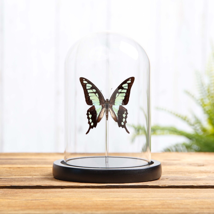 Glassy Bluebottle Butterfly In Glass Dome (Graphium cloanthus)