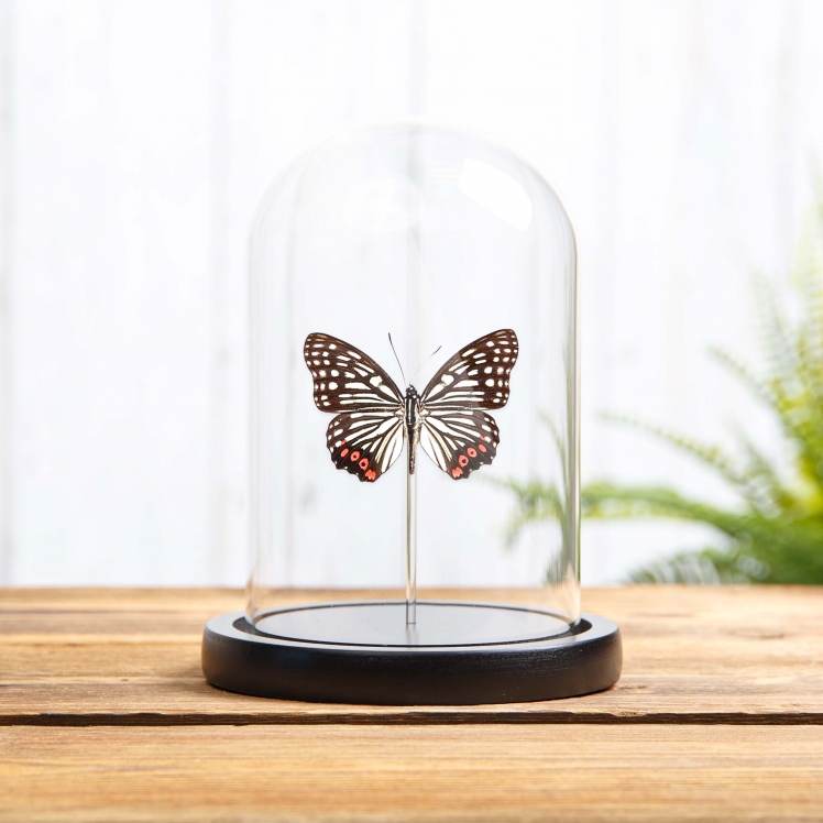 Red Ring Skirt In Glass Dome (Hestina assimilis) Red Ring Skirt In Glass Dome (Hestina assimilis)