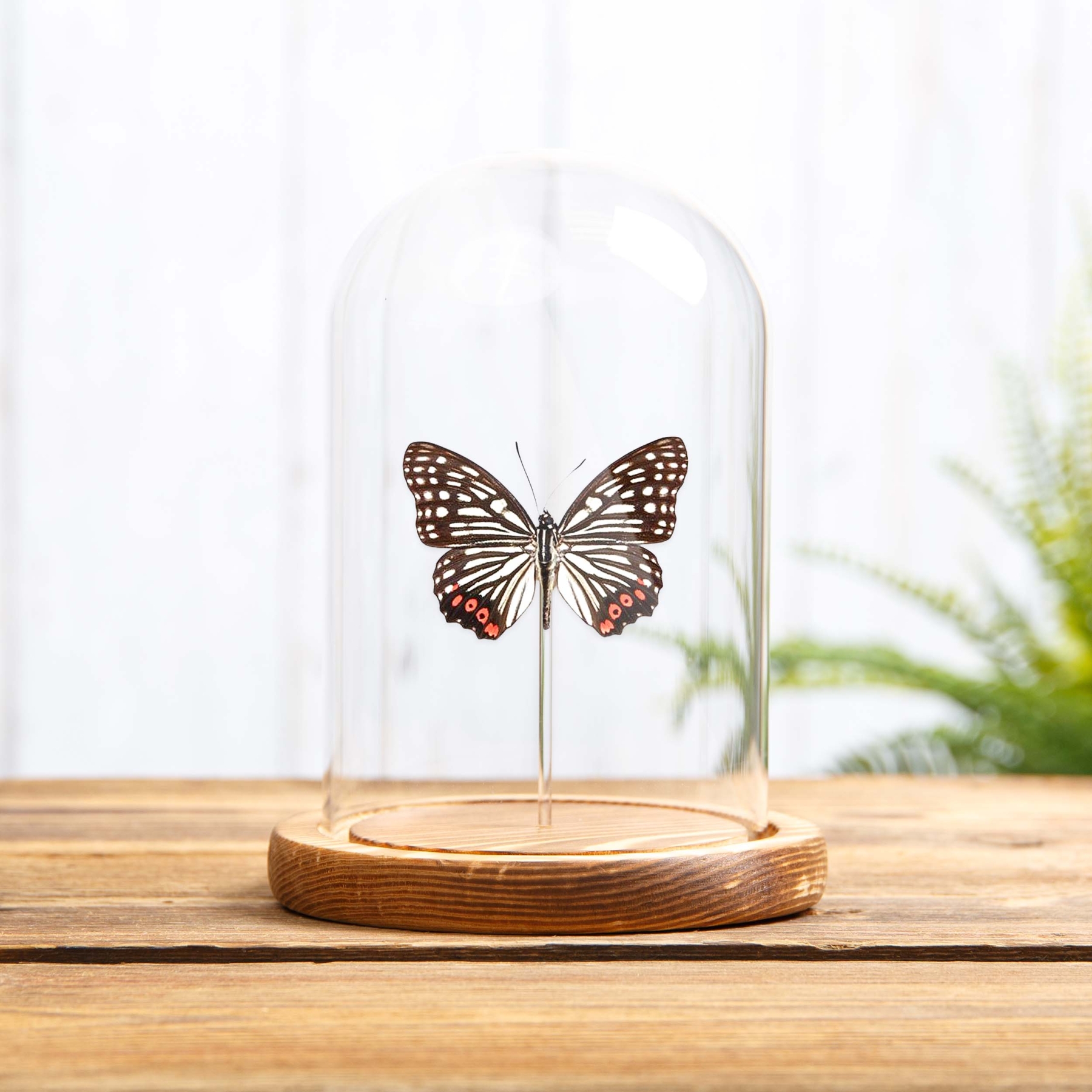 Red Ring Skirt In Glass Dome (Hestina assimilis)