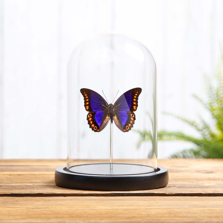 Orange-spotted Prepona In Glass Dome (Prepona deiphile brooksiana)