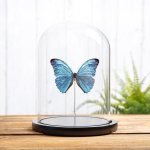 Minibeast Morpho uraneis In Glass Dome From Brazil