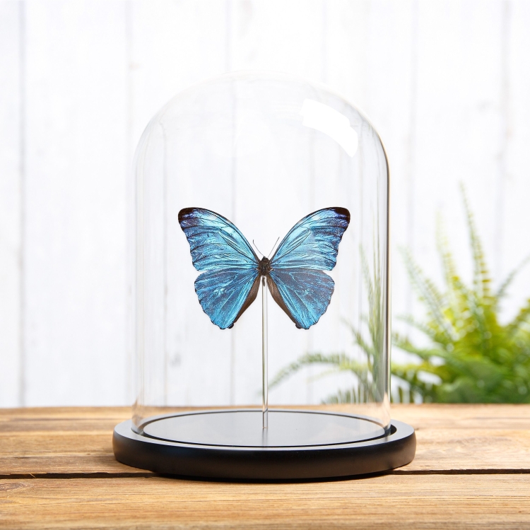 Morpho uraneis In Glass Dome From Brazil