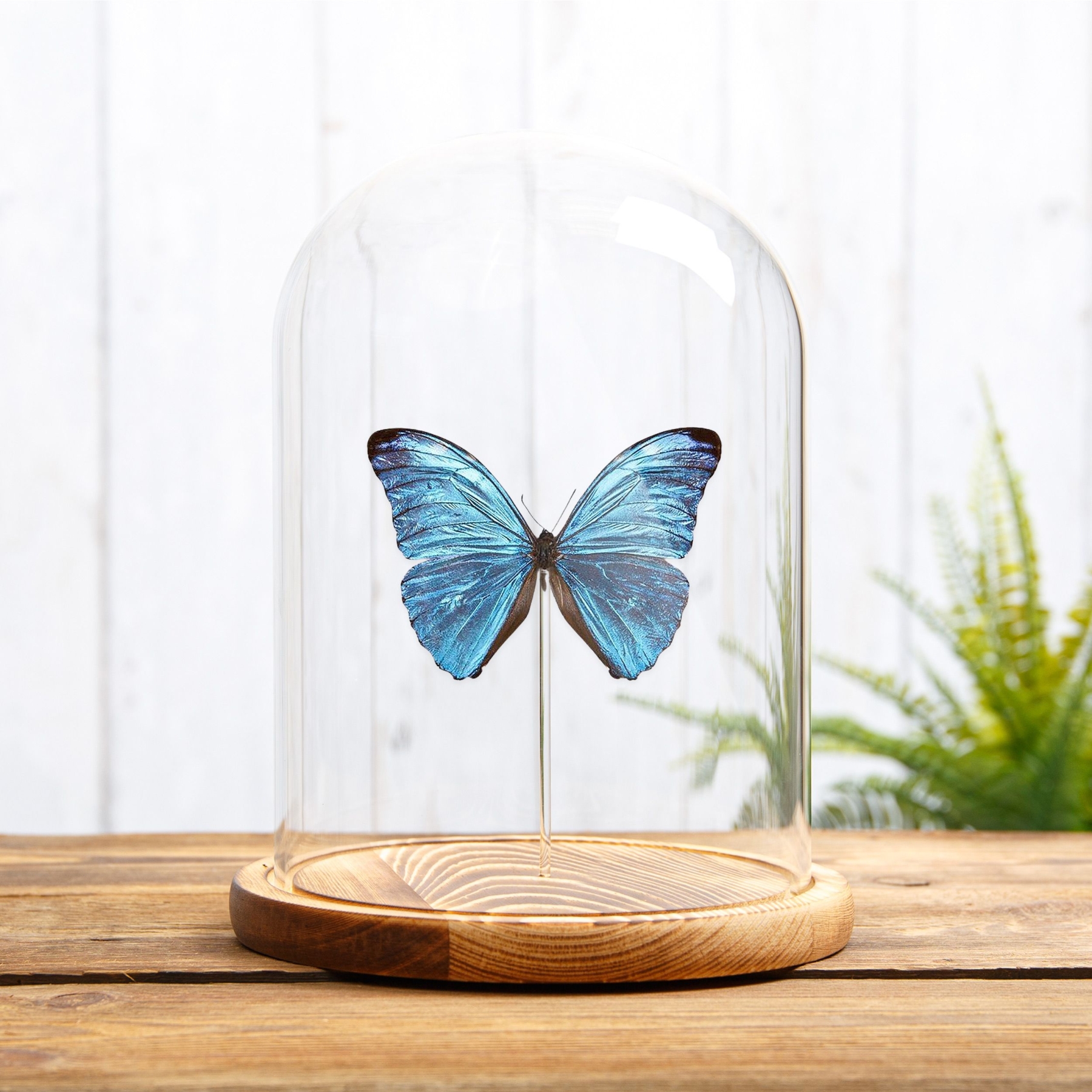 Morpho uraneis In Glass Dome From Brazil