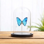 Aega Morpho Butterfly In Glass Dome (Morpho aega) Minibeast Aega Morpho Butterfly In Glass Dome (Morpho aega)