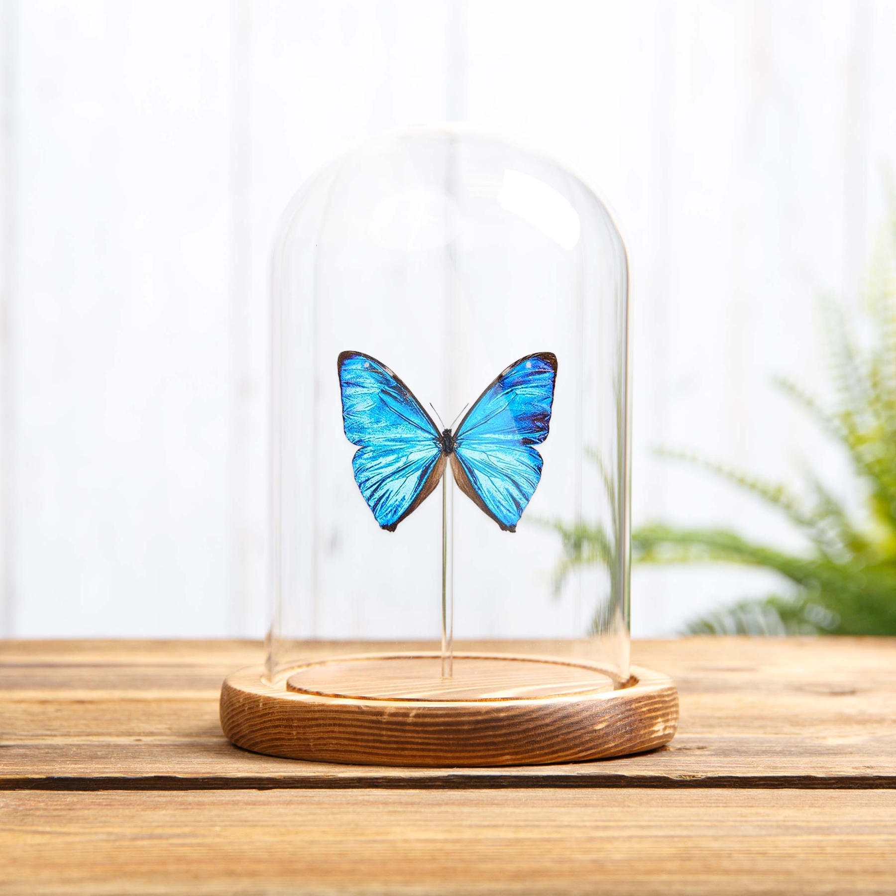 Aega Morpho Butterfly In Glass Dome (Morpho aega) Aega Morpho Butterfly In Glass Dome (Morpho aega)