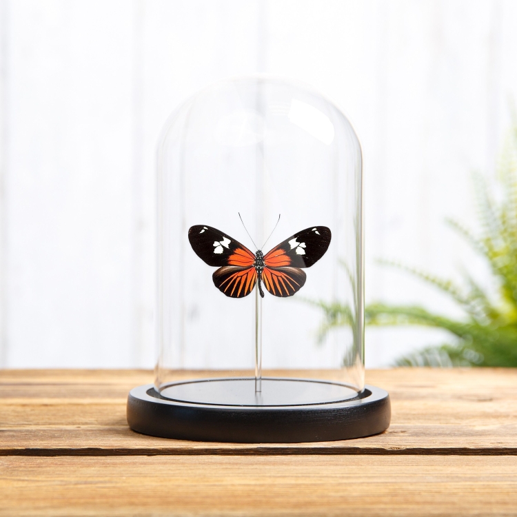 Burney's Longwing In Glass Dome (Heliconius burneyi)