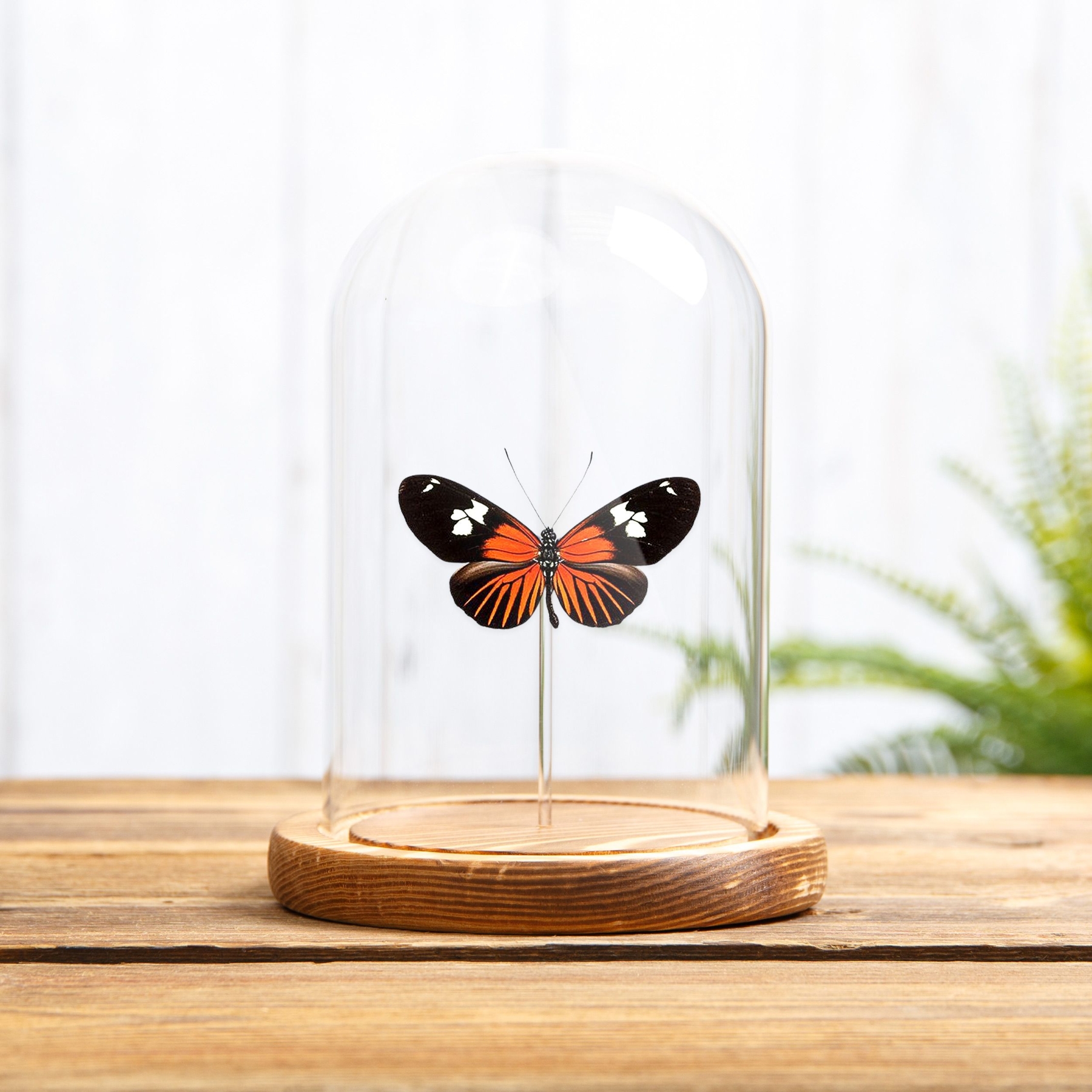 Burney's Longwing In Glass Dome (Heliconius burneyi)