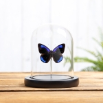 Minibeast Dark Purplewing In Glass Dome (Eunica alcmena)