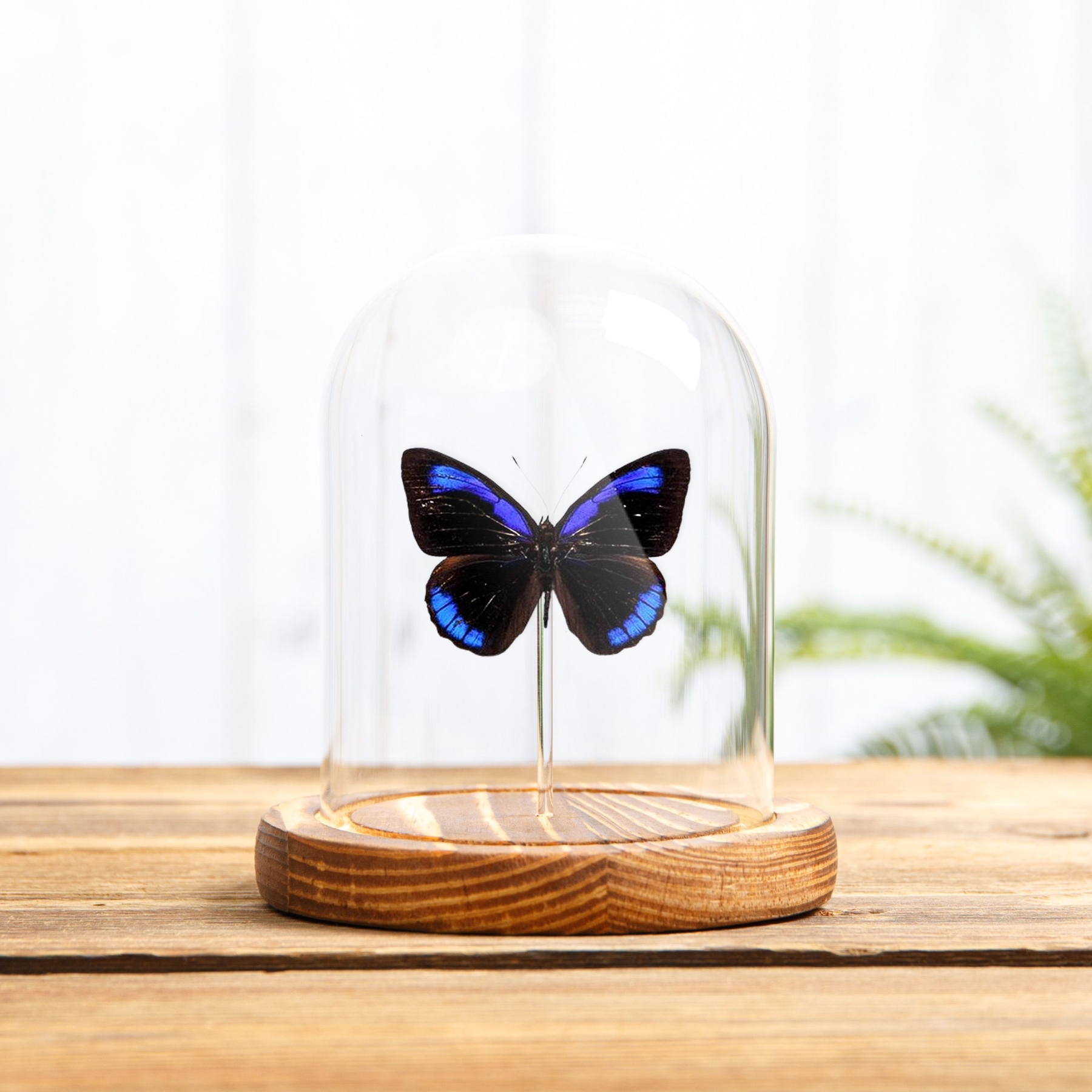 Dark Purplewing In Glass Dome (Eunica alcmena)
