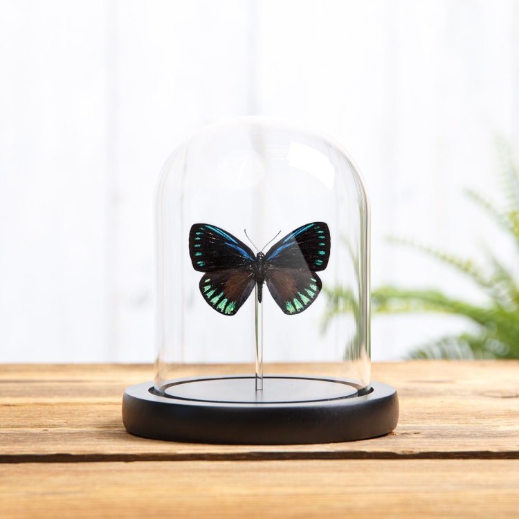 The Debora Cyadian In Glass Dome (Eumaeus debora)