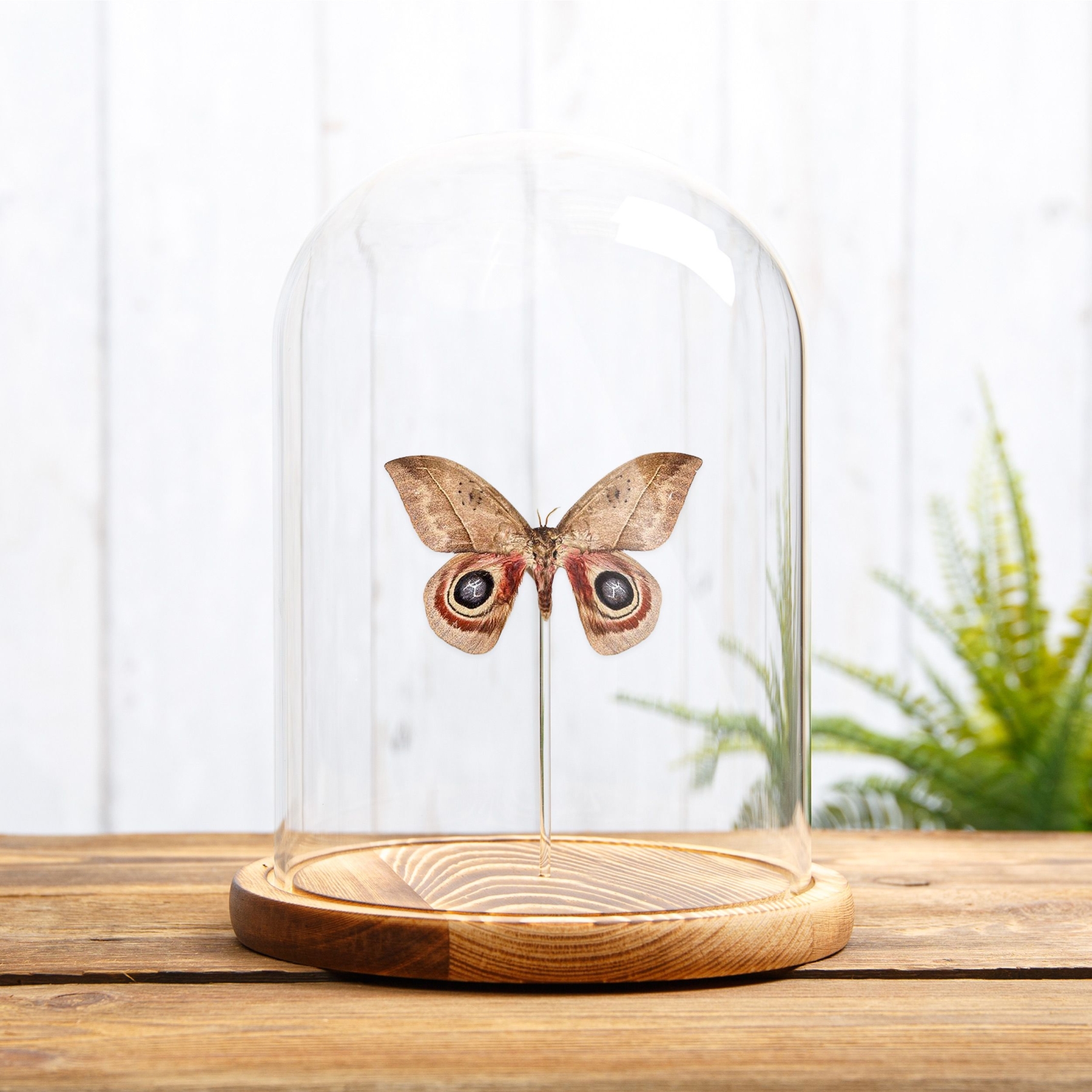Automeris metzli In Glass Dome From Trinidad