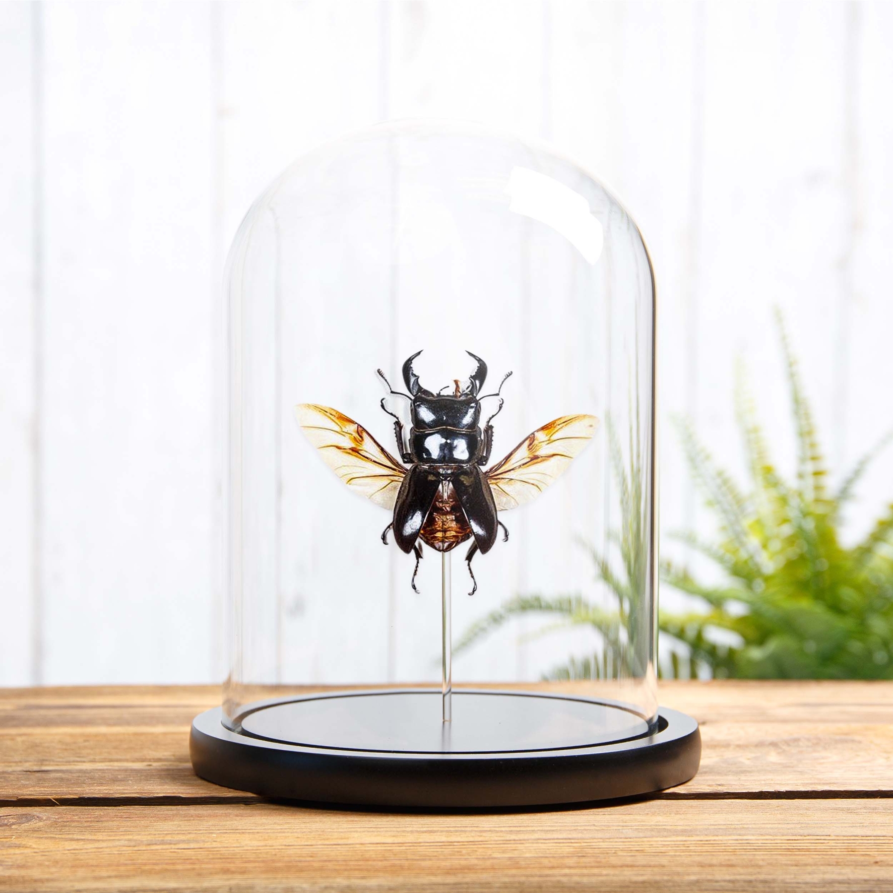 Wing-spread Giant Stag Beetle In Glass Dome (Dorcus titanus) Minibeast Wing-spread Giant Stag Beetle In Glass Dome (Dorcus titanus)