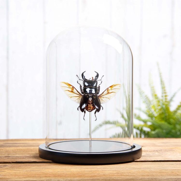 Wing-spread Giant Stag Beetle In Glass Dome (Dorcus titanus)