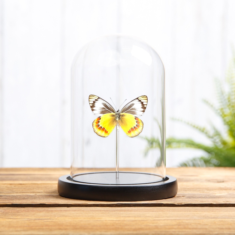 Delias Butterfly In Glass Dome (Delias sambawana)