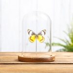 Delias Butterfly In Glass Dome (Delias sambawana)