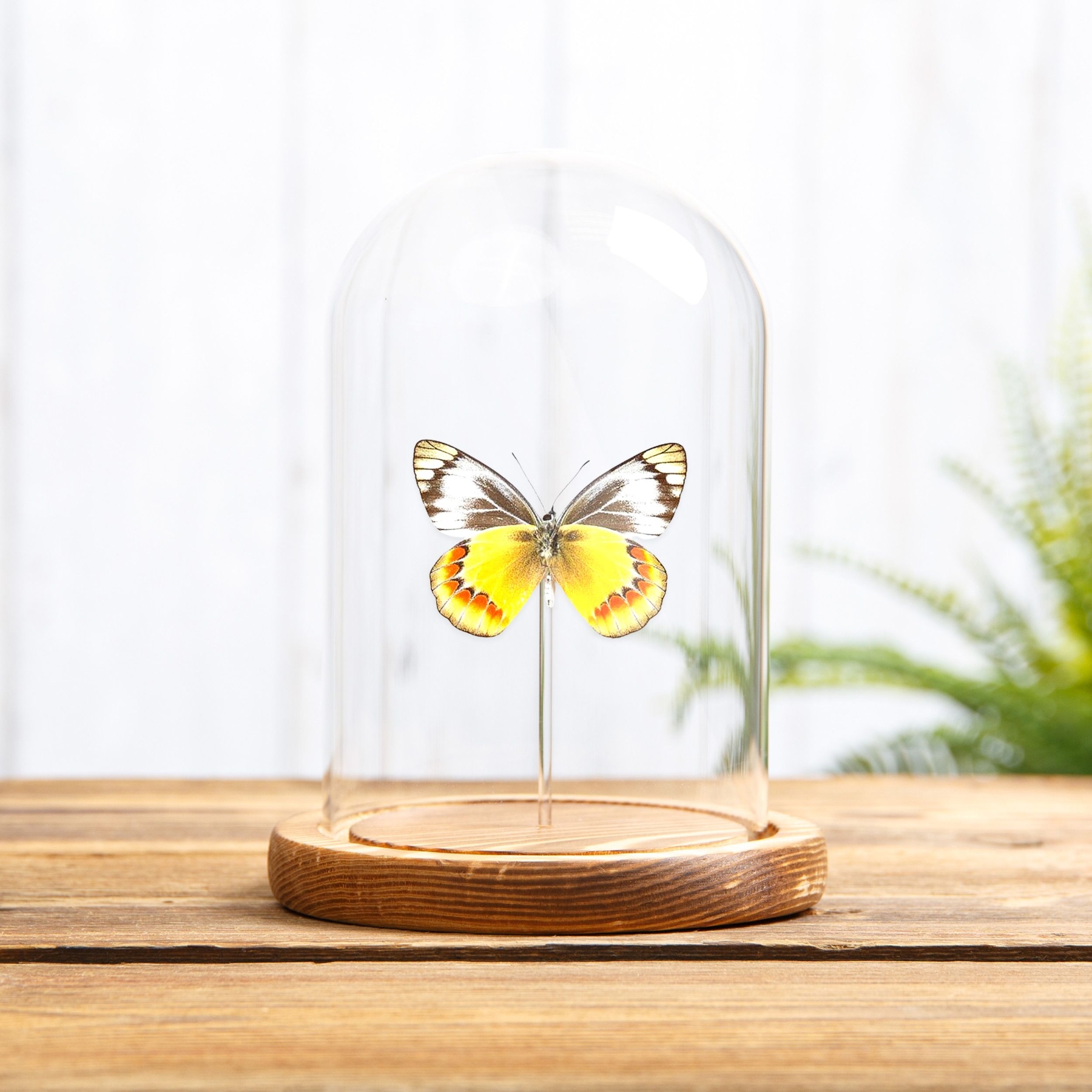 Delias Butterfly In Glass Dome (Delias sambawana) Delias Butterfly In Glass Dome (Delias sambawana)