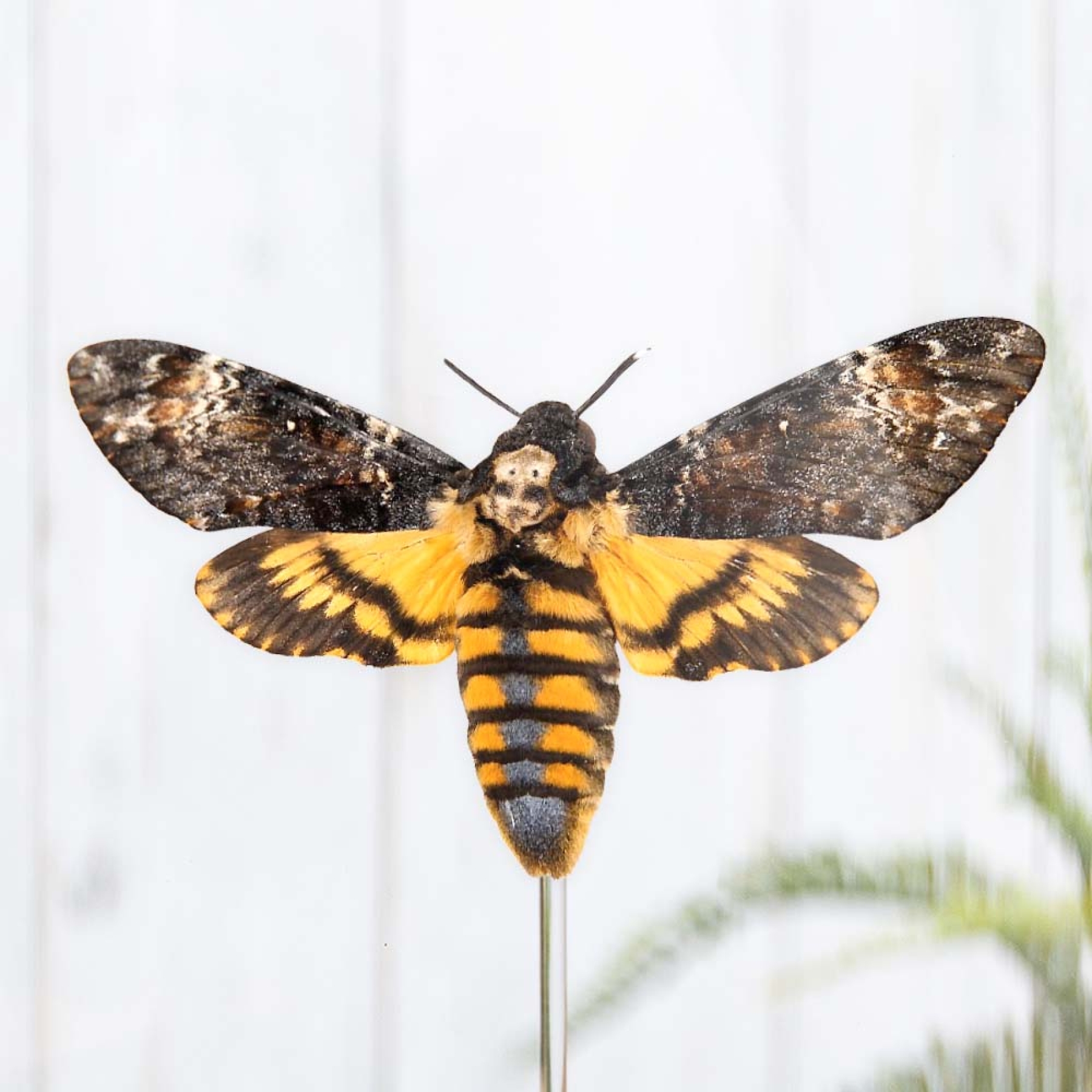 Death's Head Hawk Moth In Glass Dome (Acherontia atropos)