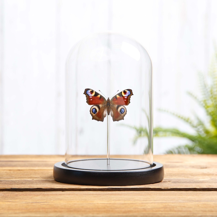 The Peacock Butterfly In Glass Dome (Aglais io)